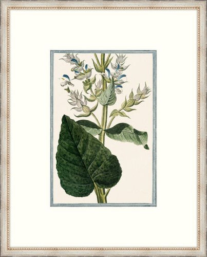 Bonelli's Blue Botanicals II